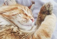 Why Is My Cat Sleeping So Much? Causes and When to Worry