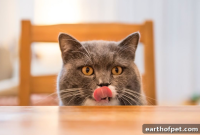 Grain-Free vs Grain-Inclusive Pet Food: Which to Choose?