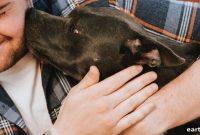 How to Cope After Losing a Beloved Pet