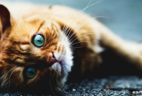 Will a Cat Exercise Wheel Help Indoor Cats?