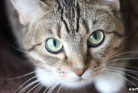 Bringing Home a Shelter Cat: Adoption Prep Checklist