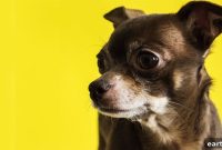10 Surprising Facts About Chihuahuas