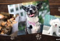 2019 Small Breed Photo Contest Winners Revealed