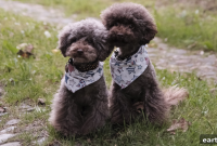 15 Small Hypoallergenic Dog Breeds That Don’t Shed