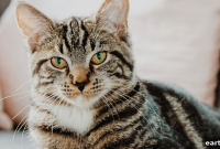 Essential Oils and Cats: Risks, Symptoms, and How to Protect Them
