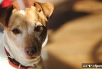 Adopt a Shelter Pet Day: How to Adopt, Volunteer, and Donate