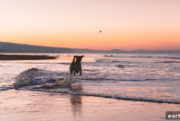 Dog-Friendly Spring Break Destinations