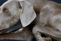 How to Tell If Your Dog Has a Food Allergy