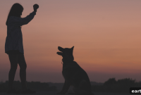 9 Dog Breeds That Match Your Personality