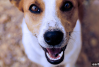 Why National Pet Dental Health Month Matters for Your Pet