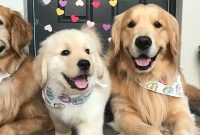 How to Introduce a New Puppy to Your Dog Safely and Smoothly