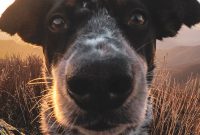 Clean Eating for Dogs: Guide to Whole-Food Canine Nutrition