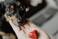 10 Valentine’s Day Gift Ideas for Pet Lovers