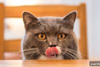 10 Proven Ways to Keep Your Cat Happy