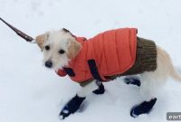 Leash Training: Teach Your Dog to Walk Without Pulling