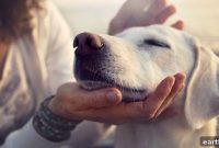 10 Ways to Spend More Quality Time with Your Pets in 2019