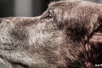 Senior Pet Care Guide for Dogs and Cats in Their Golden Years