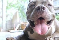 7 Little-Known Facts About Pit Bulls