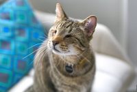 Caring for Pets with Special Needs: A Practical Guide