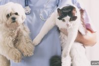 How Much Does a Vet Visit Cost? What to Expect