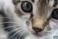 10 Clear Signs Your Cat Is Thriving