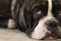 6 Proven Ways to Reduce Separation Anxiety in Dogs