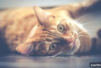 5 Surprising Facts About Ginger Cat Personalities