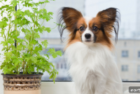 10 Pet-Safe Houseplants That Beautify Your Home