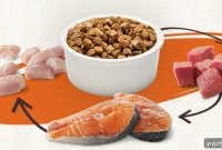 Rotational Feeding for Dogs: How to Start Safely