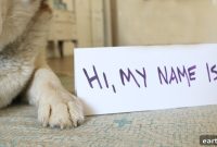Pet Name Ideas Tailored to Your Pet’s Personality
