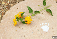 Meaningful Ways to Honor Your Pet on World Pet Memorial Day