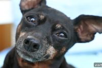 Senior Pet Care: Essential Tips for Older Dogs and Cats