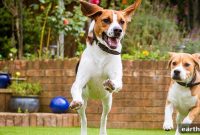 Non-Toxic Spring Plants for Dogs and Cats