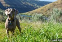 First-Time Pet Parent Checklist: What New Owners Need