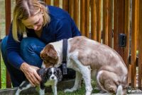 How Pets Teach Kids Responsibility