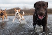 Lyme Disease in Dogs: Symptoms, Treatment and Prevention