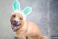 Veterinarian Warns: Top 5 Easter Hazards for Pets