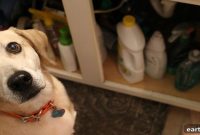 How to Prevent Pet Poisoning: Protect Dogs and Cats