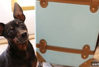 Pet Sitter Interview Checklist: Questions to Ask
