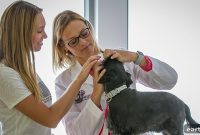 Dog Dental Care: What Every Owner Needs to Know
