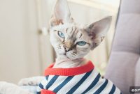How to Calm a Stressed Cat at Home: Tips to Reduce Anxiety