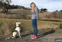 Hiring a Dog Trainer: Red Flags and Required Certifications