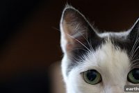5 Common Cat Behaviors and What They Mean