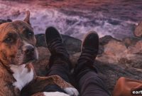 Pet Travel Safety: Essential Tips for Flights and Road Trips