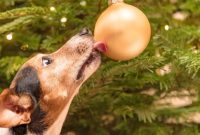 Protect Your Pet During the Holidays