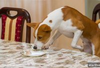 10 Thanksgiving Foods Your Dog Should Avoid