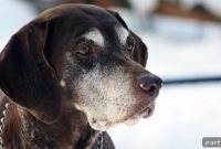 Senior Dog Joint Care: Tips to Improve Mobility and Reduce Pain