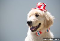Protect Your Pet During Fireworks: Essential Safety Tips