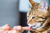 How to Choose Cat Food Your Picky Cat Will Love