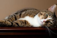 Why Are Cats Picky Eaters Compared to Dogs?